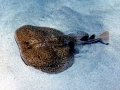 Marbled Torpedo Ray