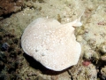 Marbled Torpedo Ray