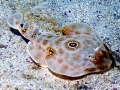 Marbled Torpedo Ray
