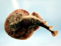 Marbled Torpedo Ray