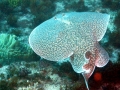 Marbled Torpedo Ray