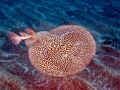 Marbled Torpedo Ray