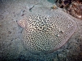 Marbled Torpedo Ray
