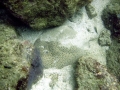 Marbled Torpedo Ray