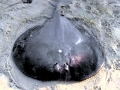 Marbled Torpedo Ray
