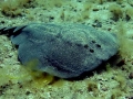 Marbled Torpedo Ray