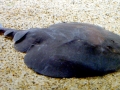 Marbled Torpedo Ray