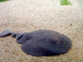 Marbled Torpedo Ray