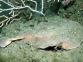 Marbled Torpedo Ray