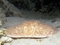 Marbled Torpedo Ray