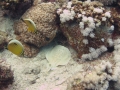 Marbled Torpedo Ray