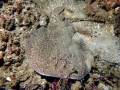 Marbled Torpedo Ray
