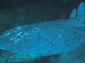 Marbled Torpedo Ray