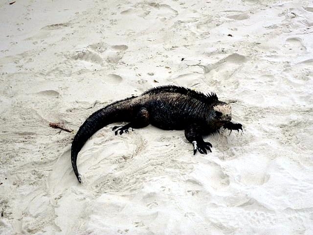 Marine Iguana