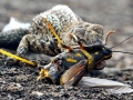 Marine Iguana