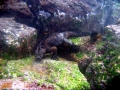 Marine Iguana