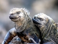 Marine Iguana