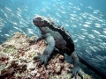 Marine Iguana