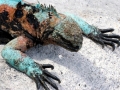Marine Iguana