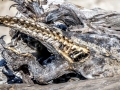 Marine Iguana