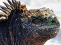 Marine Iguana