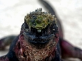 Marine Iguana
