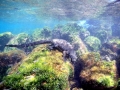 Marine Iguana