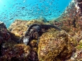 Marine Iguana