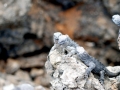 Marine Iguana