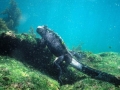 Marine Iguana