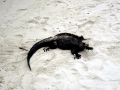 Marine Iguana