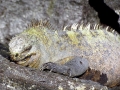 Marine Iguana