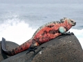 Marine Iguana