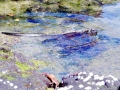 Marine Iguana