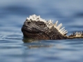 Marine Iguana