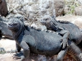 Marine Iguana