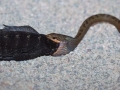 Marine Iguana