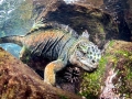 Marine Iguana