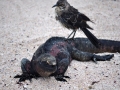 Marine Iguana