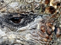 Marine Iguana