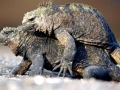 Marine Iguana