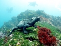 Marine Iguana