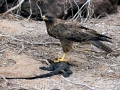 Marine Iguana