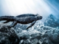 Marine Iguana
