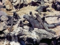 Marine Iguana