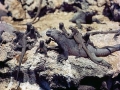 Marine Iguana