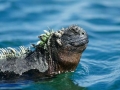 Marine Iguana