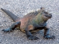 Marine Iguana