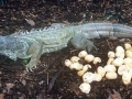 Marine Iguana