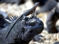 Marine Iguana